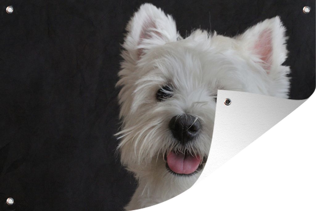 MuchoWow 90x60 cm Outdoor-Poster Gartendeko Sichtschutz Garten Poster für den Garten West Highland Terrier auf schwarzem Hintergrund