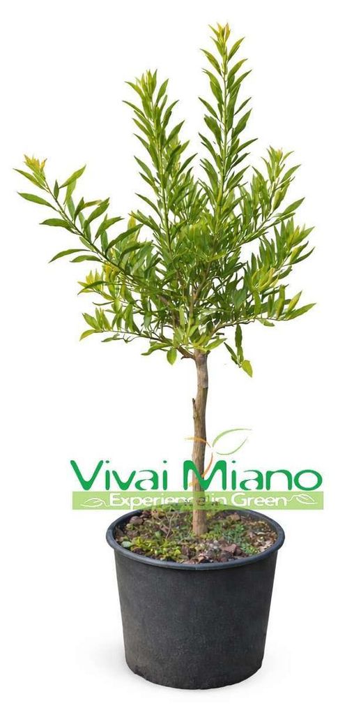 Semínko/Sázenec citrusu Finger Lime odrůdy Eremorange nebo Obrázek produktu 