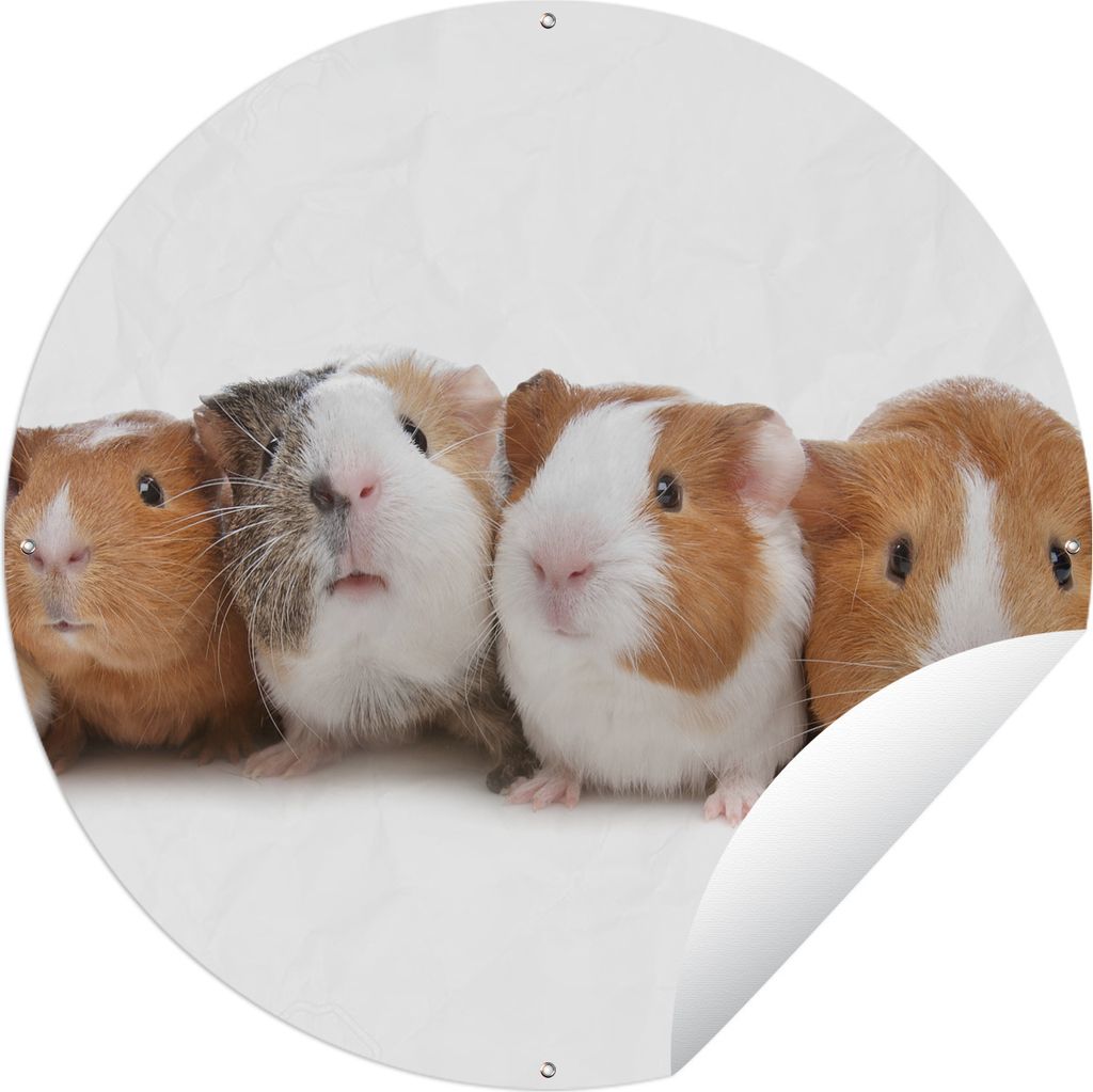 MuchoWow Gartenposter Outdoor-Poster Rund Fünf Meerschweinchen in einer Reihe Ø 150 cm Gartendeko Rundes Poster draußen