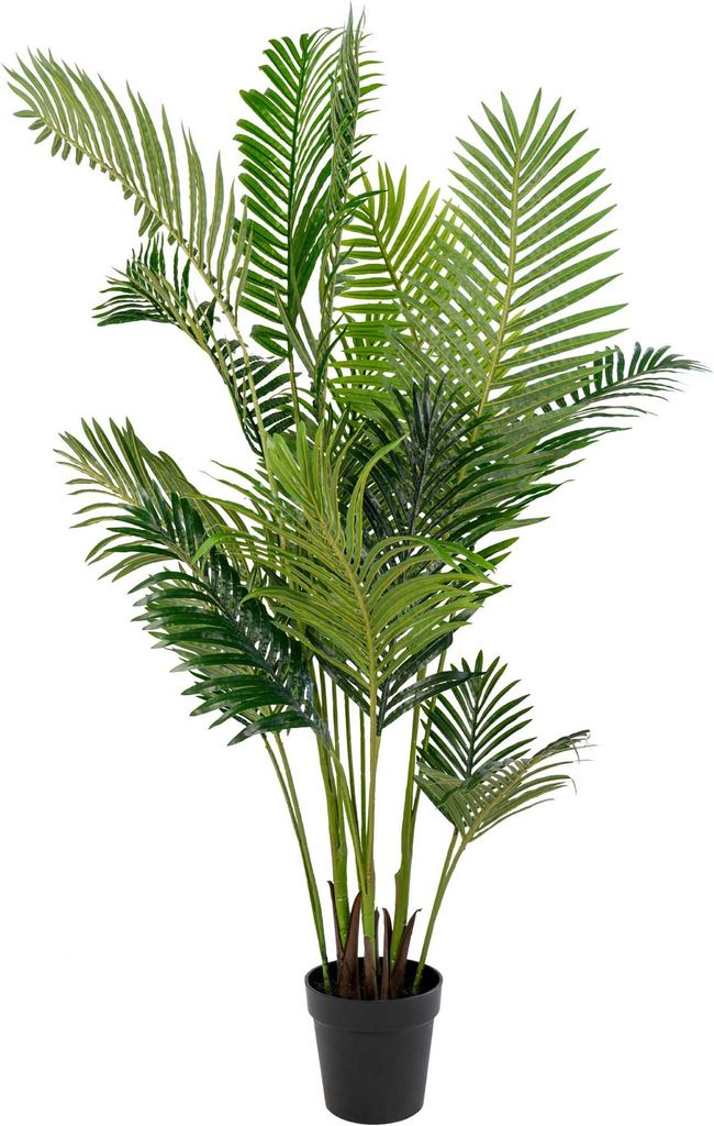 Areca-Palme