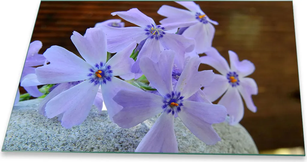 Piastra Vetro 80x52 Fiori Viola: Alzatina e Copertura Piano Cottura