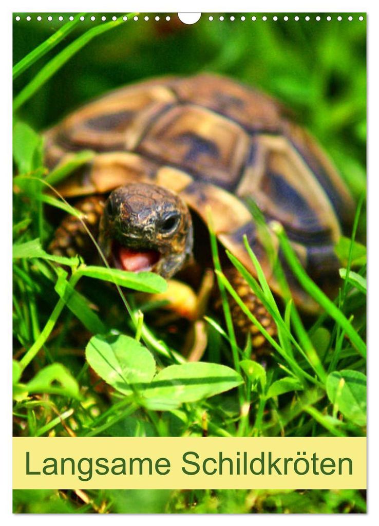 Langsame Schildkröten (Wandkalender 2027 DIN A3 hoch), CALVENDO Monatskalender