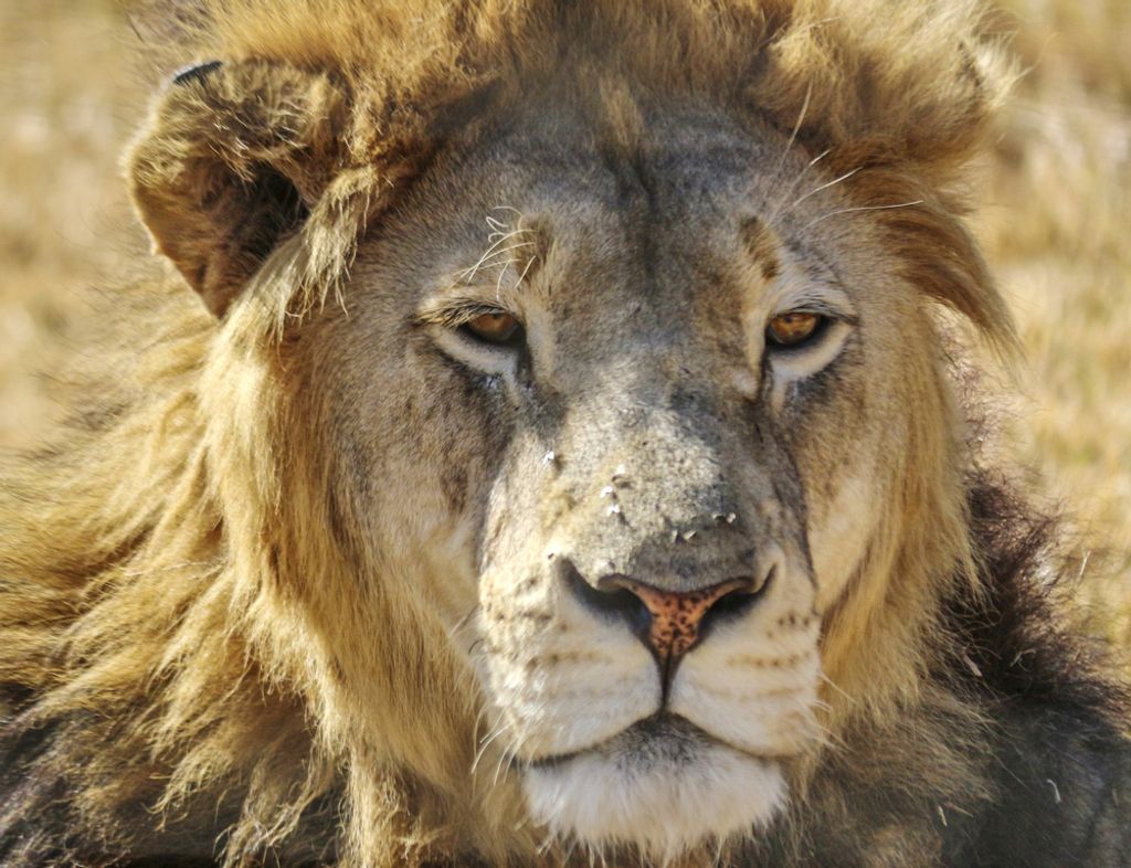 hansepuzzle 84037 - Löwe Puzzle, 1000 Teile, Natur, 60,0 x 46,0cm mit hochwertiger Aufbewahrung, Kartonbox und wiederverschließbarem Beutel