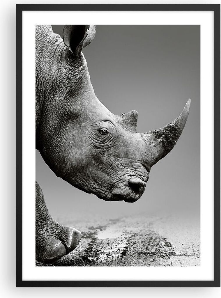 Gerahmtes Poster - Schwarzer Rahmen - Nashorn Monochrom Tier - 50x70 cm - Wand Bild - Wanddeko - Wandbilder - Kunstposter - Wandposter - Bilderrahm...