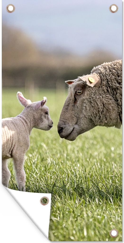 MuchoWow 80x160 cm Outdoor-Poster Gartendeko Sichtschutz Garten Poster für den Garten Schafe - Sonne - Gras