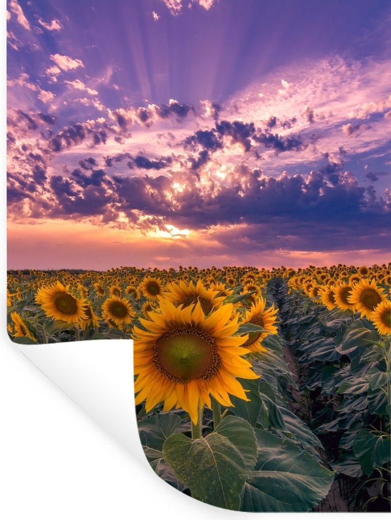 MuchoWow Wandtattoo Wandsticker Wandaufkleber Blumen - Himmel - Lila - Sonnenuntergang 30x40 cm Selbstklebend und Repositionierbar - Sticker - De...