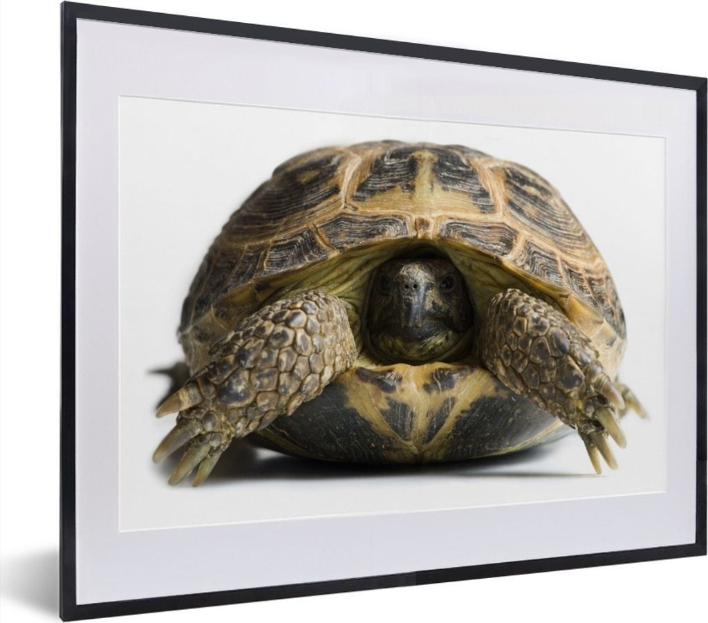 MuchoWow MuchoWow Gerahmtes Poster Schildkröte mit Kopf im Panzer vor einem weißen Hintergrund 40x30 cm - Poster mit zchwarzem Bilderrahmen -...