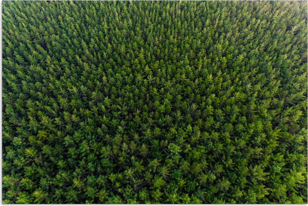 MuchoWow Poster Wald - Neuseeland - Natur 30x20 cm - Plakate - Print