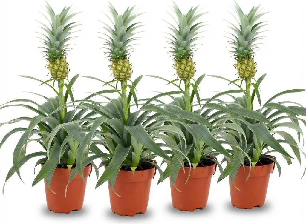 Plante d'ananas Mi Amigo - Lot de 4 Broméliacées Ø12cm Hauteur 40cm