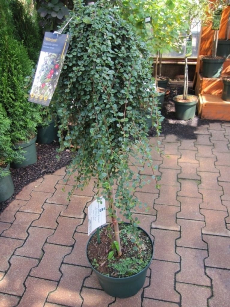 Cotoneaster dammerii Winterjuwel - Teppichmispel Produktbild 
