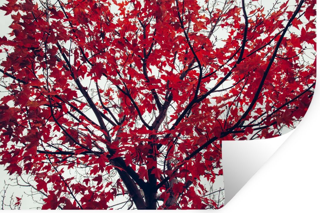 MuchoWow Wandtattoo Wandsticker Wandaufkleber Ahorn - Blätter - Herbst - Natur 120x80 cm Selbstklebend und Repositionierbar - Selbstklebend - Fo...