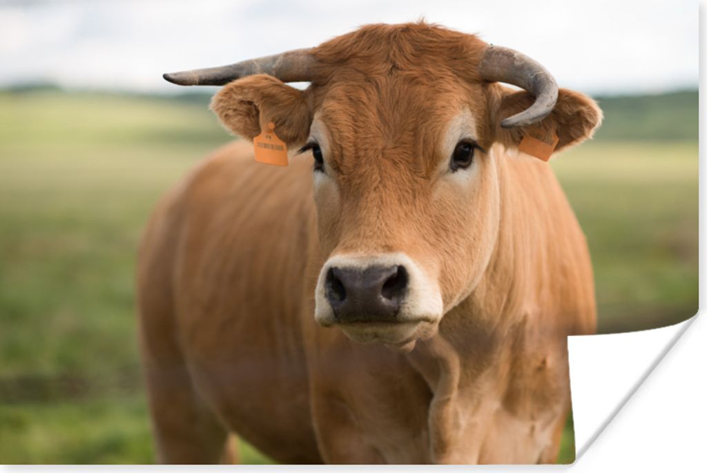 MuchoWow Poster Kuh - Horn - Porträt 180x120 cm - Fotoplakat