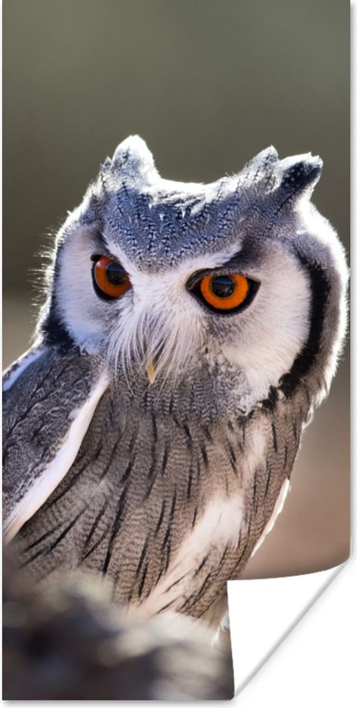 MuchoWow Poster Eule - Makro - Tier 80x160 cm - Kinderzimmer