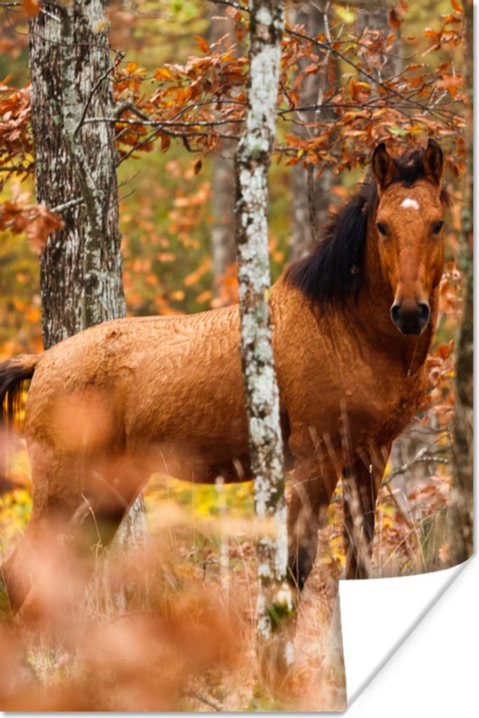 MuchoWow Poster Pferd - Wald - Braun 20x30 cm - Papierdruck