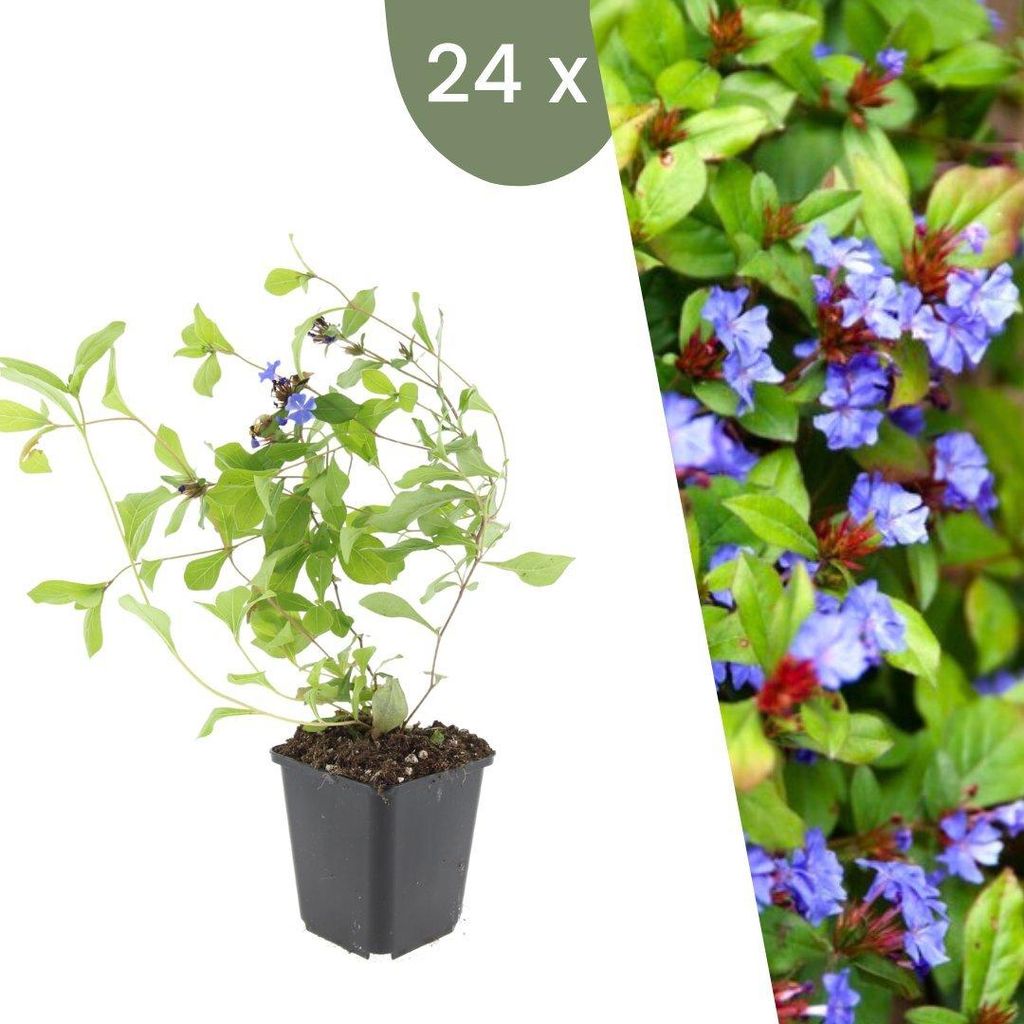 Plants by Frank | 24 Bleiwurz Pflanzen | Ceratostigma Produktbild 