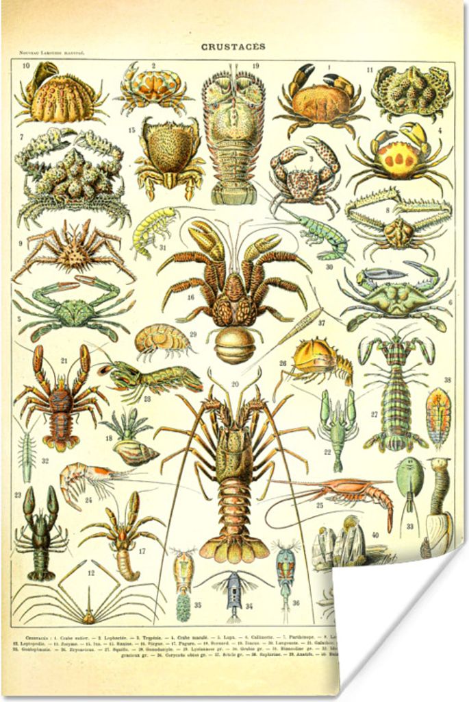 MuchoWow Poster Hummer - Tiere - Meerestiere - Vintage - Adolphe Millot 120x180 cm - Kunstposter