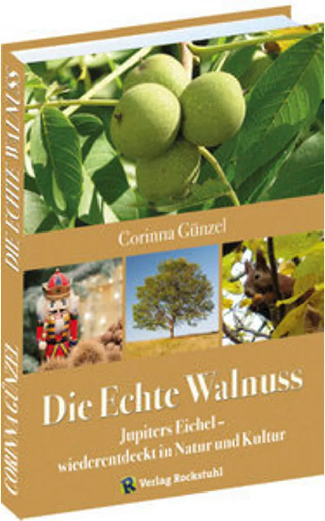 Arbre Fruitier Noyer Commun Die Echte Walnuss pour Récolte de Noix Bio