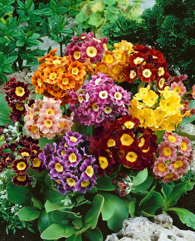 Gartenaurikel, im Topf - Primula x pubescens Produktbild 