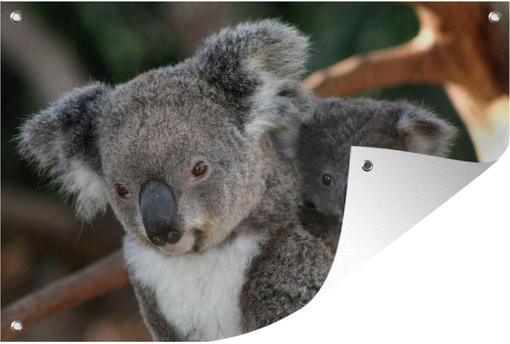 MuchoWow 90x60 cm Outdoor-Poster Gartendeko Sichtschutz Garten Poster für den Garten Koalas - Vater - Sohn - Jungen - Mädchen