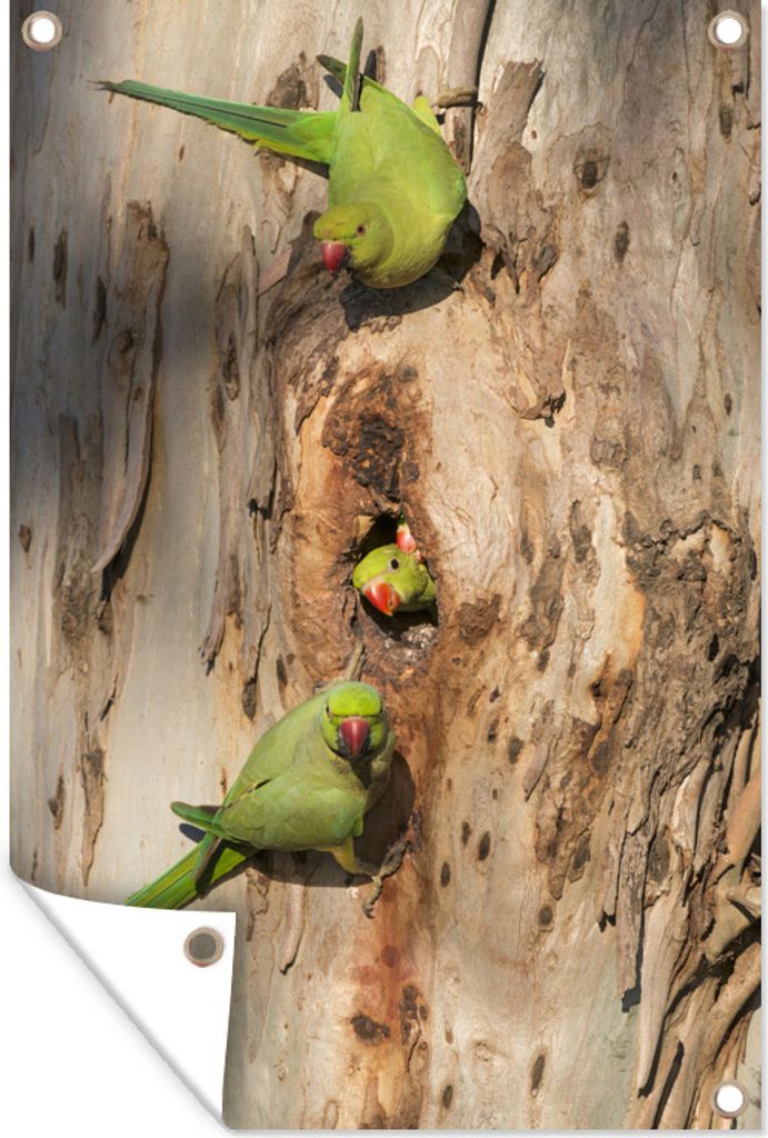 MuchoWow 80x120 cm Outdoor-Poster Gartendeko Sichtschutz Garten Poster für den Garten Dreihalssittiche auf einem Baum