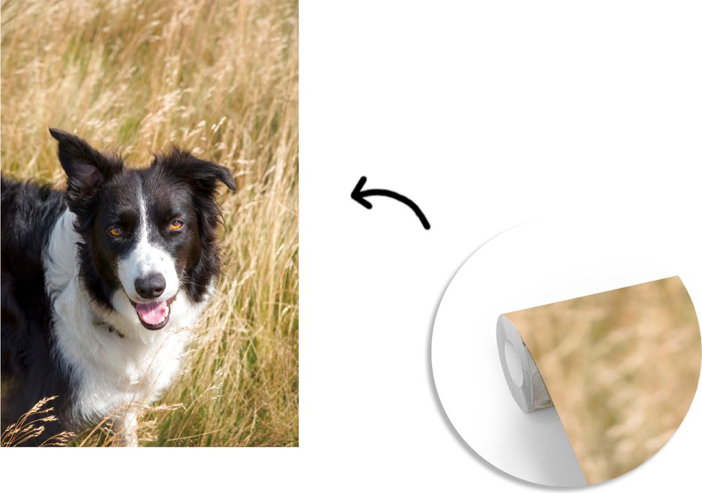 MuchoWow Fototapete für Wohnzimmer oder Schlafzimmer Wandtapete Vinyl Motivtapete Ein Border Collie im gelben Gras - 175x260 cm - Vinyltapete