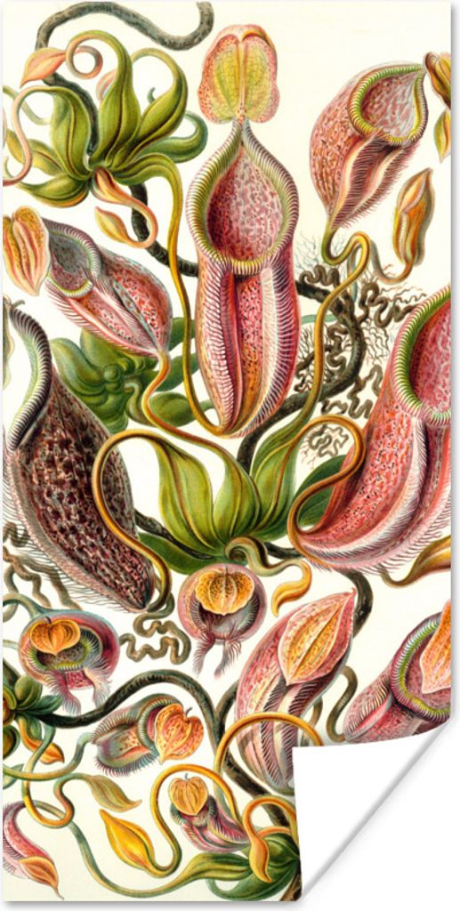 MuchoWow Poster Design - Fleischfressende Pflanze - Botanisch - Ernst Haeckel 75x150 cm - Dekoration für die Wände