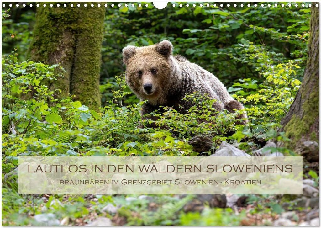 Lautlos in den Wäldern Sloweniens (Wandkalender 2026 DIN A3 quer), CALVENDO Monatskalender