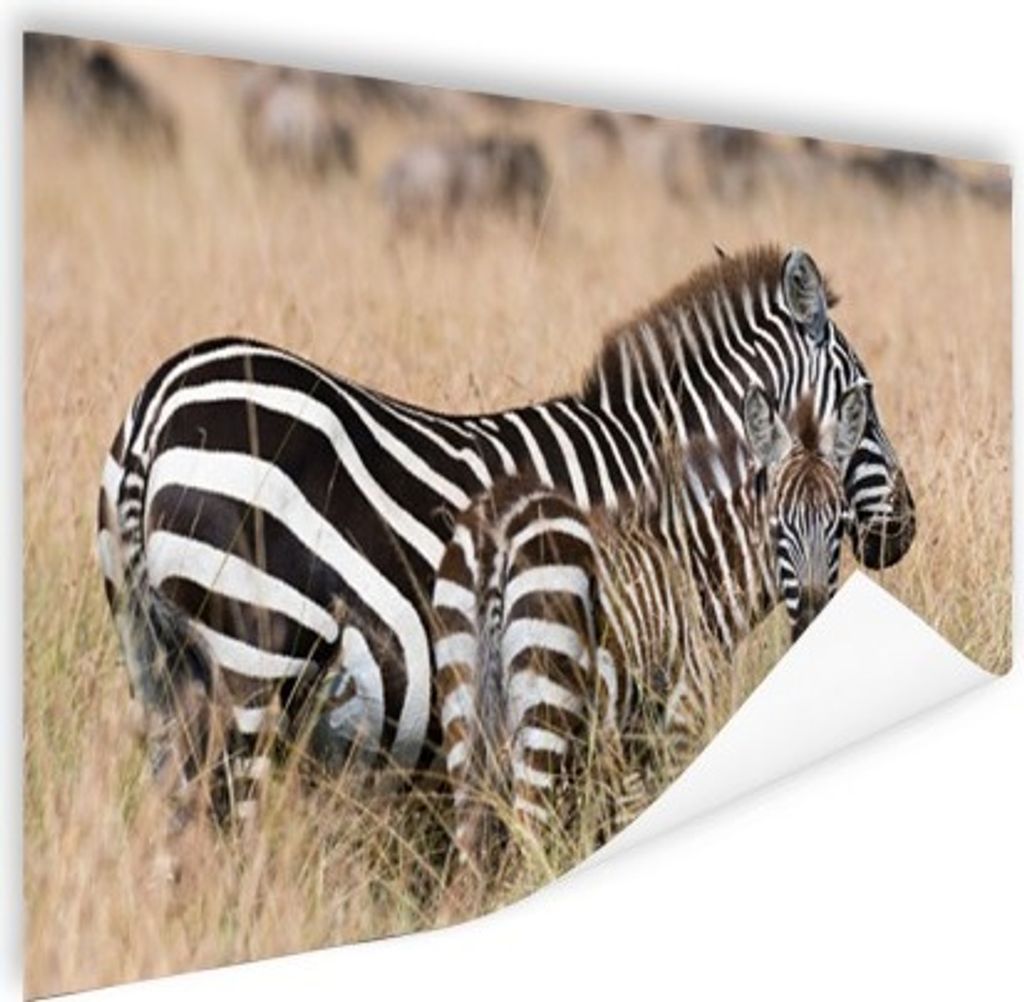 MuchoWow Poster Zebras in freier Wildbahn 180x120 cm - Fotoplakat