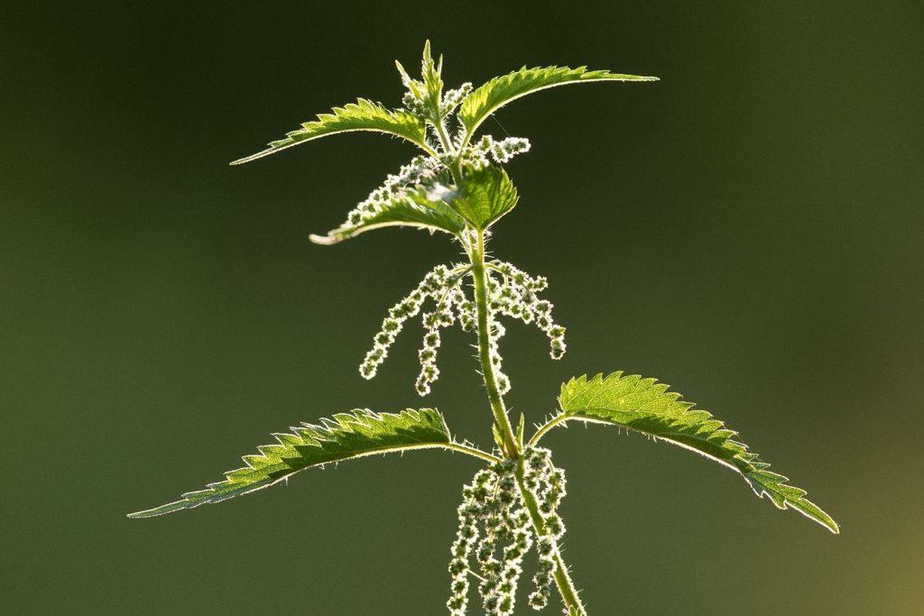 SAFLAX -- Žihľava - Urtica dioica - 2000 Semená Obrázok produktu 5