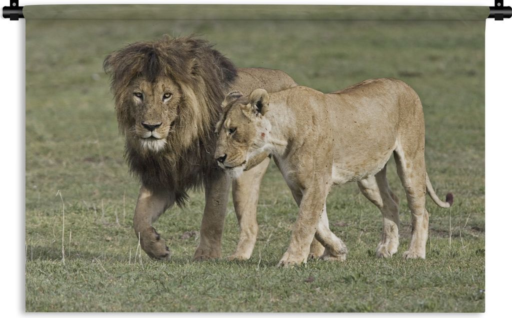 MuchoWow Wandteppich Wandbehang Löwe - Löwin - Gras 150x100 cm Tapisserie Dekoration Wandtuch - Waschbar - Tapisserien - Wand-Decke