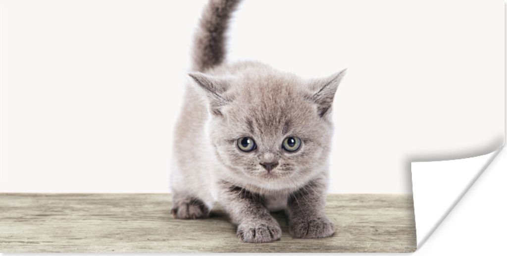 MuchoWow Poster Kätzchen - Katze - Haustiere - Jungen - Kinder - Mädchen 160x80 cm - Foto Poster