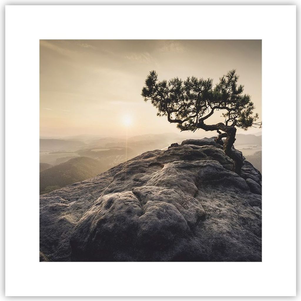 Poster - Poster ohne Rahmen - Alt Kiefer Berge - 30x30 cm - Wand Bild - Wanddeko - Wandbilder - Kunstposter - Wandposter - Bilder - Kunstdruck - Wa...