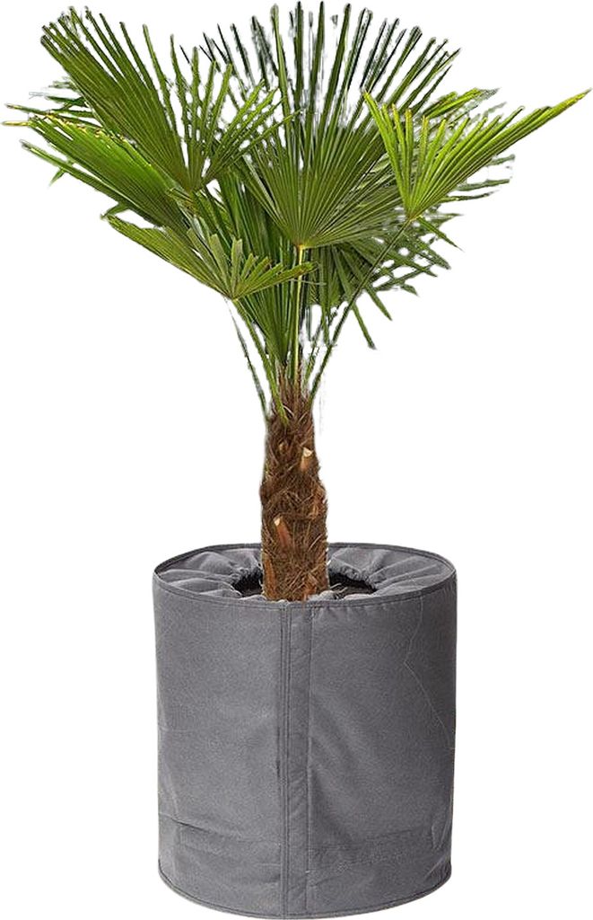 A potted palm tree in a gray fabric planter.