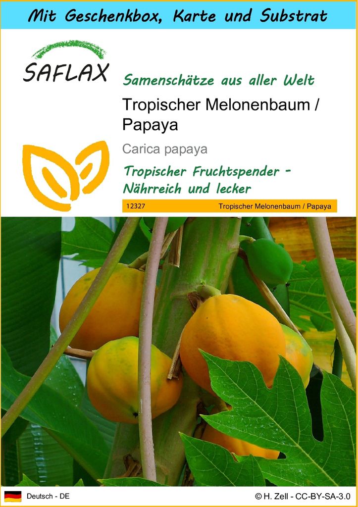 SAFLAX Geschenk Set - Tropischer Melonenbaum / Papaya - Produktbild 