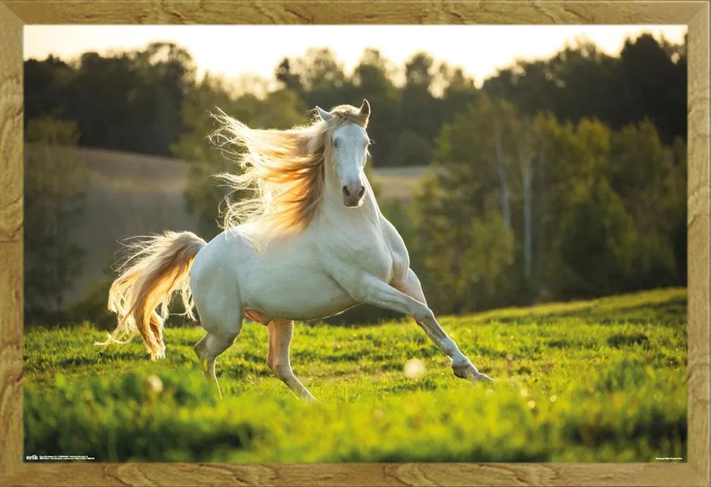 Quadro Cavallo Bianco: Cornice Rovere Shinsuke e Vetro Acrilico Maxi
