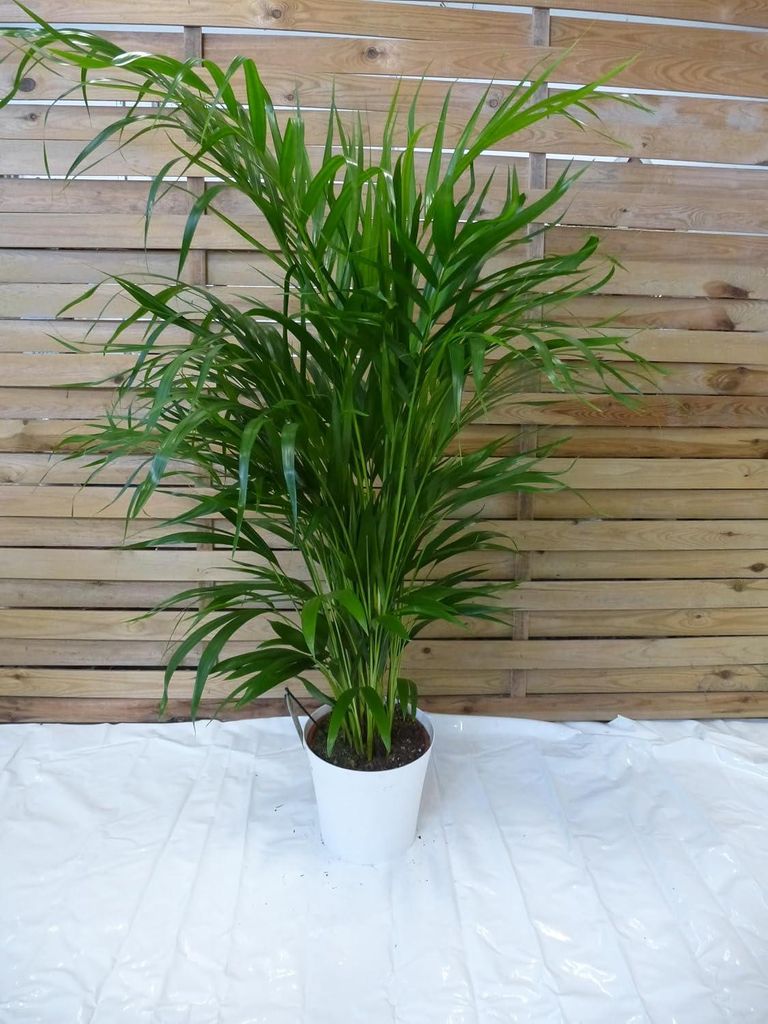 [Palmenlager] Goldfruchtpalme 120 cm - Dypsis lutescens - Produktbild 