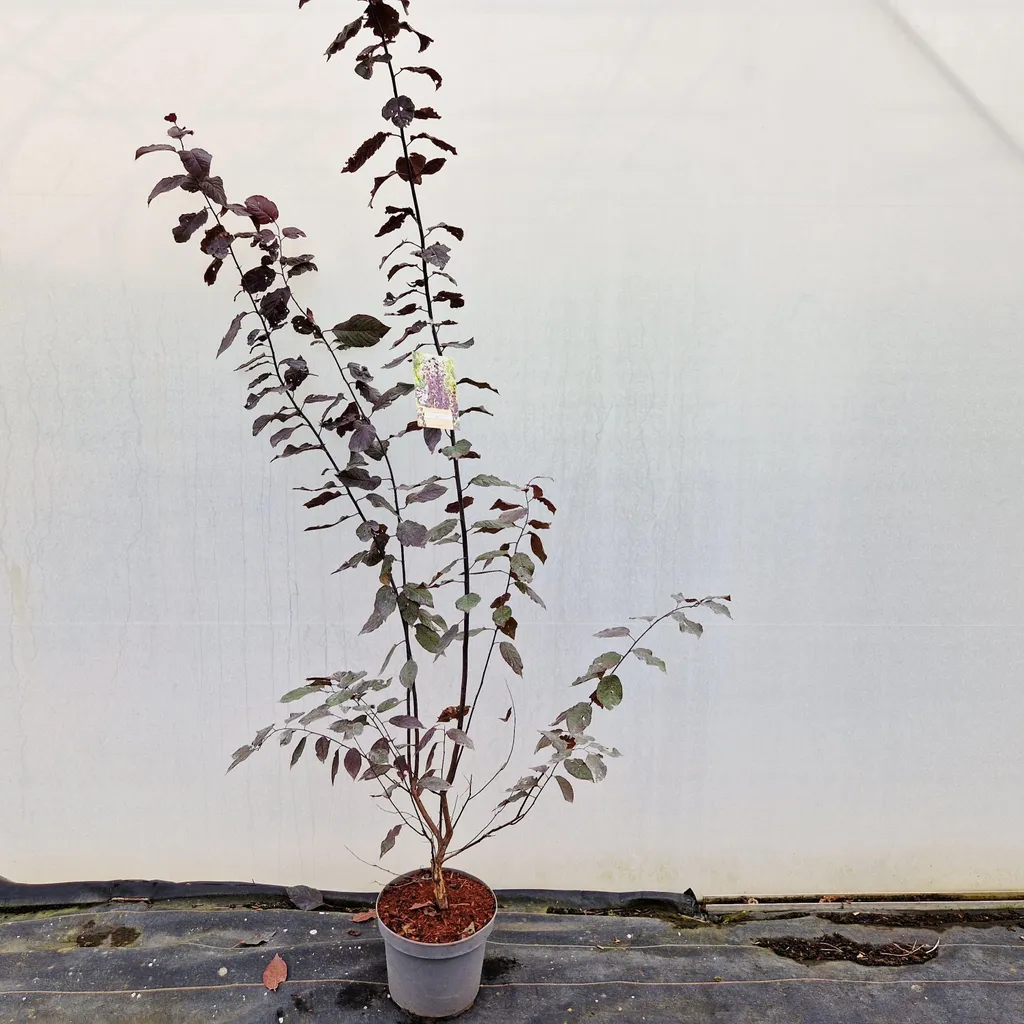 Cerisier ornemental Prunus Nigra 80/100 cm - Arbre de jardin décoratif