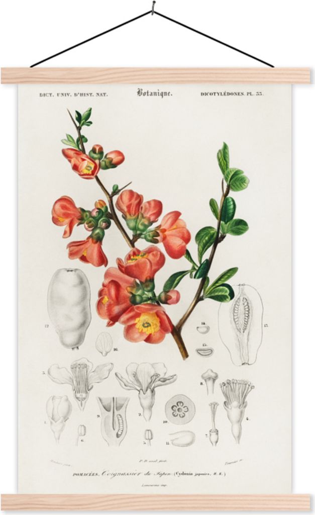 MuchoWow Textilposter Pflanze - Jahrgang - Botanica 40x60 cm mit holzfarbenen Rahmen - Poster