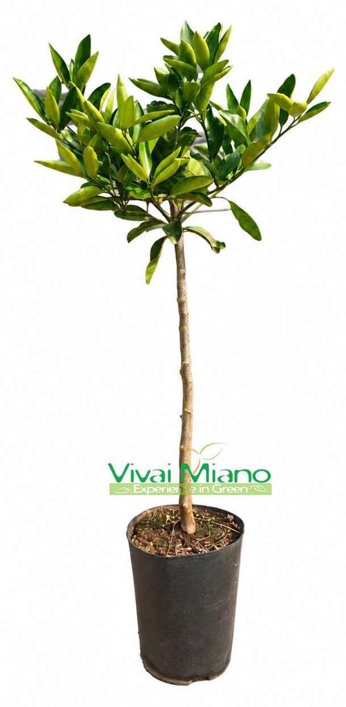 Planta de mandarina Satsuma Miyagawa Imagen del producto 