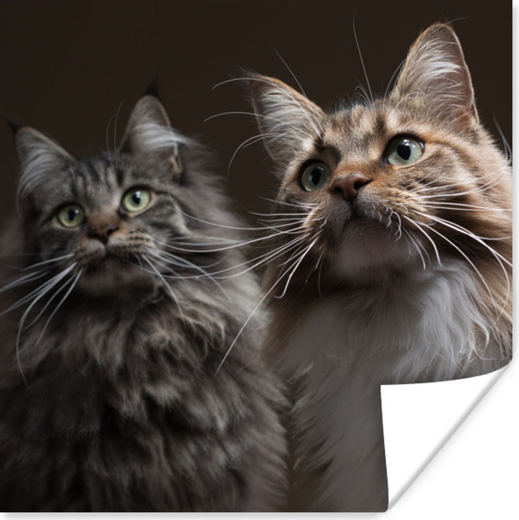 MuchoWow Poster Zwei süße Maine Coon Katzen 100x100 cm - Babyzimmer