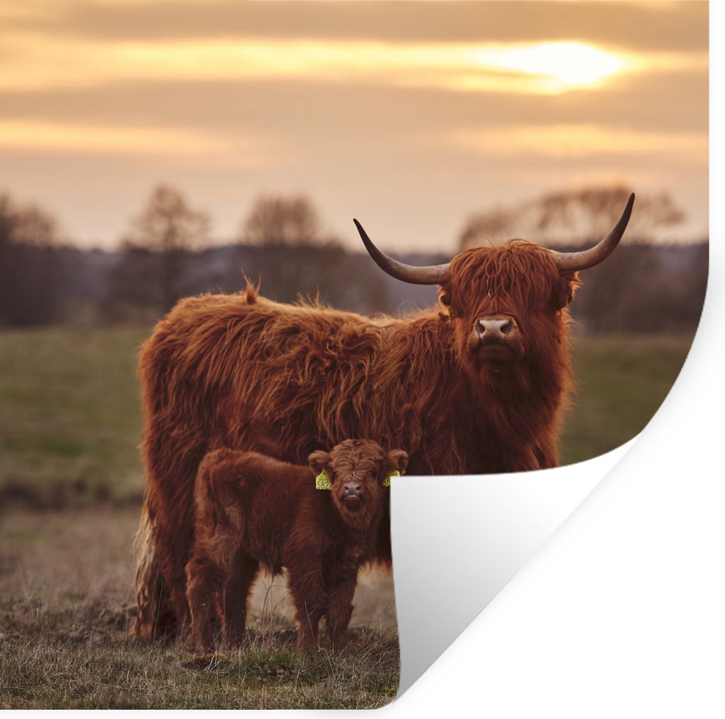 MuchoWow Wandtattoo Wandsticker Wandaufkleber Schottische Highlander - Tiere - Landschaft - Sonnenuntergang - Kuh 100x100 cm Selbstklebend und Re...