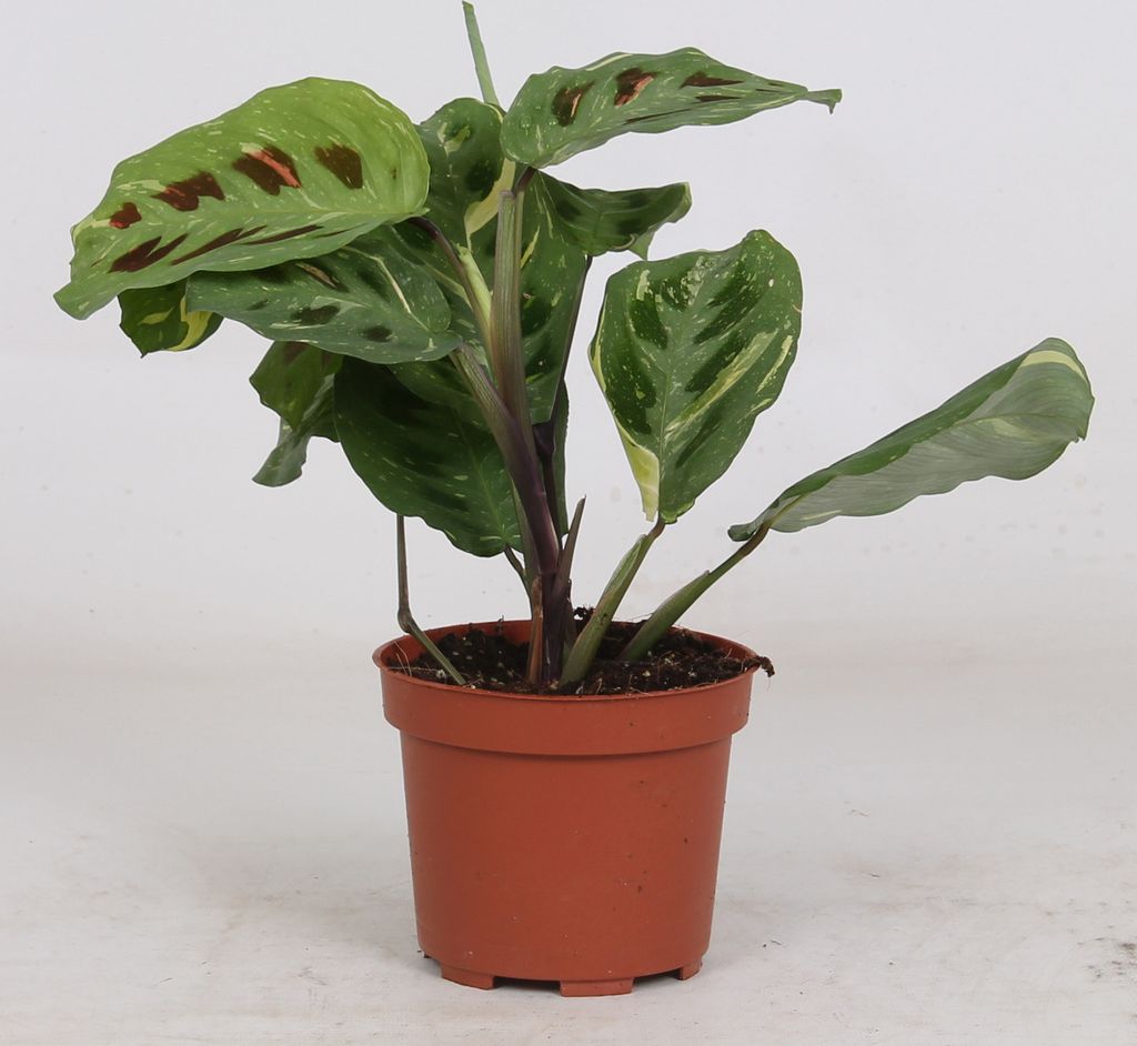 Maranta Leuconeura 'variegata ' env. 30 cm Arrow root - Image du produit 
