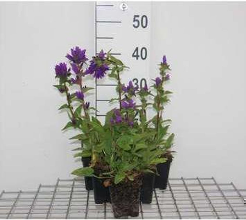 6 x Campanula glom. 'Superba' - Bergminze - Topf 9 x 9 cm