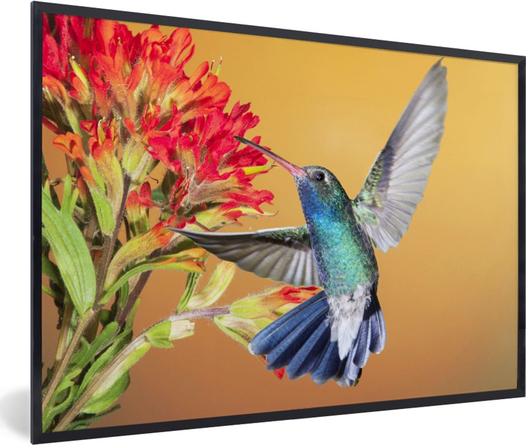 MuchoWow MuchoWow Gerahmtes Poster Vogel - Kolibri - Blumen 60x40 cm - Poster mit zchwarzem Bilderrahmen - Printing - Wanddeko Schlafzimmer