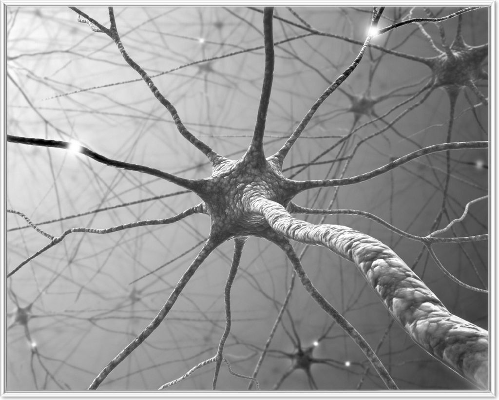 Wallario Wandbild Menschliche Nervenzelle - schwarz weiß, Größe: 40,30 x 50,30 cm, Poster mit weißem Aluminiumrahmen