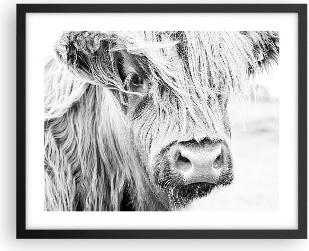 Gerahmtes Poster - Schwarzer Rahmen - Kuh Scotch Tier - 50x40 cm - Wand Bild - Wanddeko - Wandbilder - Kunstposter - Wandposter - Bilderrahmen - Bi...