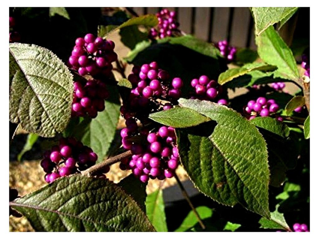 Liebesperlenstrauch, Schönfrucht, Callicarpa bodinieri, 60-80 cm im Topf