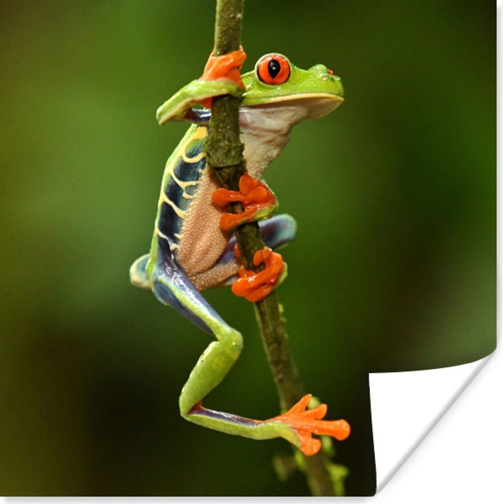 MuchoWow Poster Frosch - Regenwald - Zweig 30x30 cm - Wandposter - Printing