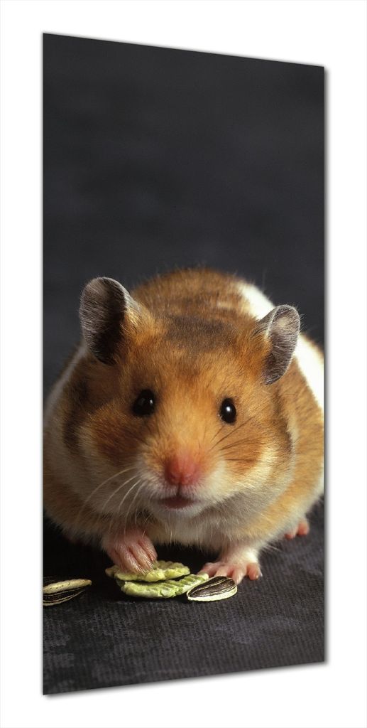 Wallario selbstklebende Duschrückwand 80 x 190 cm mit Motiv Putziger Hamster mit Nüssen zwischen den Pfoten - Wandverkleidung mit Hochglanzlamina...