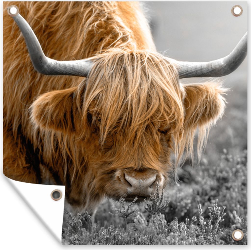 MuchoWow 50x50 cm Outdoor-Poster Gartendeko Sichtschutz Garten Poster für den Garten Scottish Highlander - Pflanzen - Schwarz - Weiß